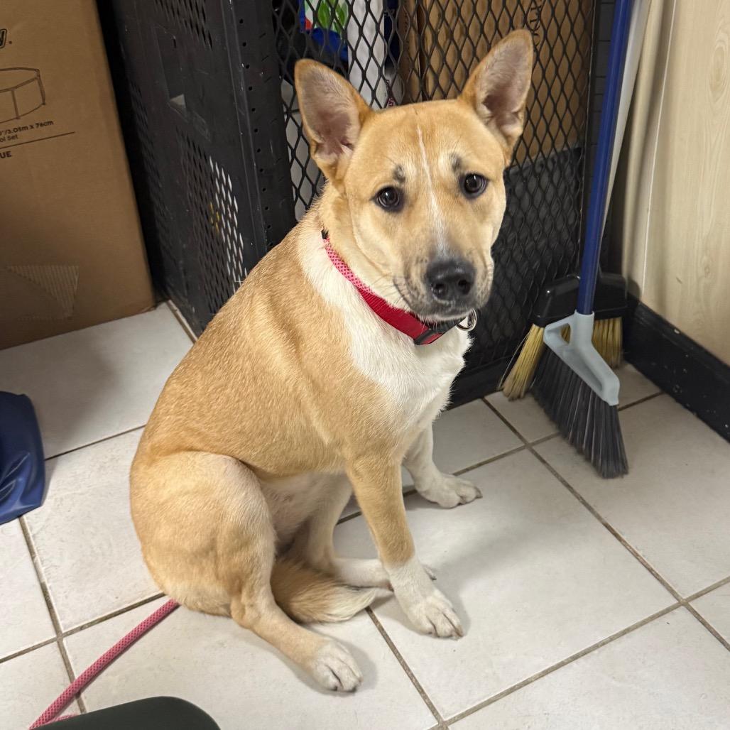 Dolly Peach, Adoptable, Young Female Basenji.