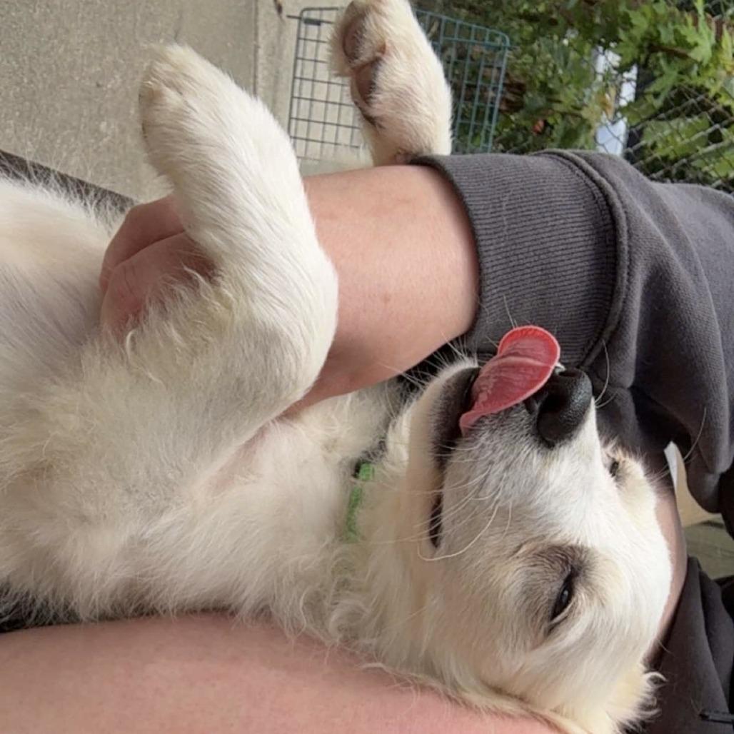 Enlarge Abigail, a Adoptable American Eskimo Dog in Normal, IL image 1/6