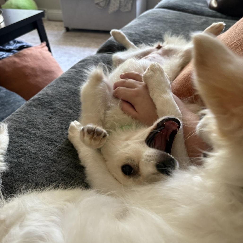 Enlarge Abigail, a Adoptable American Eskimo Dog in Normal, IL image 2/6
