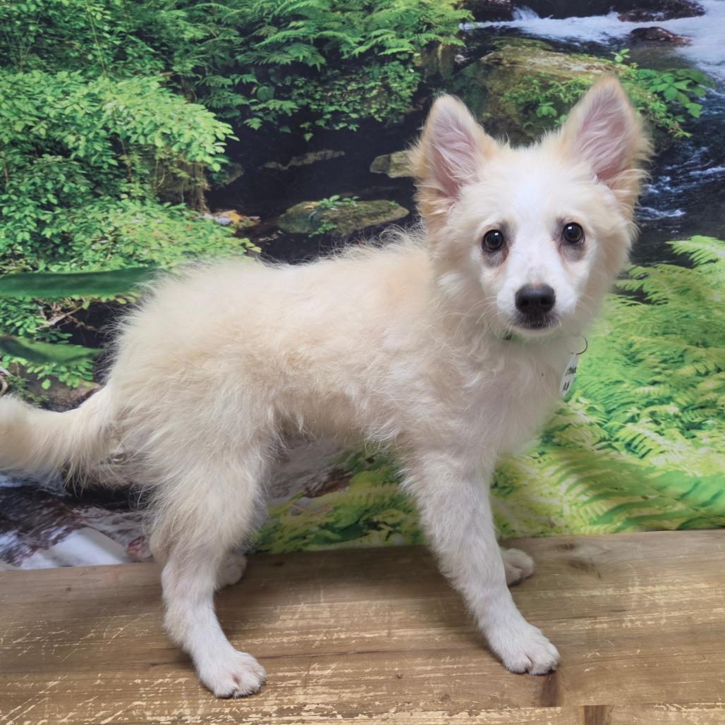 Enlarge Abigail, a Adoptable American Eskimo Dog in Normal, IL image 3/6