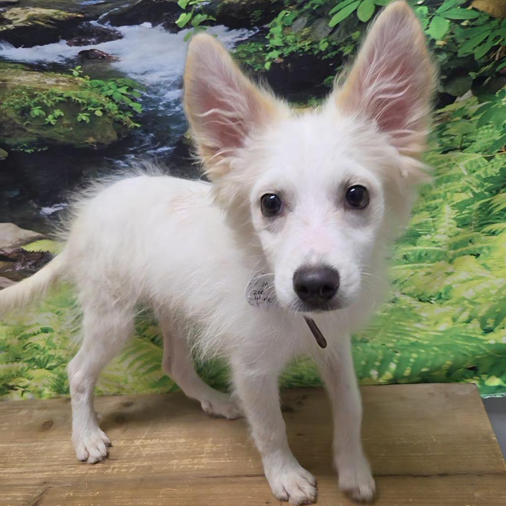 Enlarge Abigail, a Adoptable American Eskimo Dog in Normal, IL image 4/6