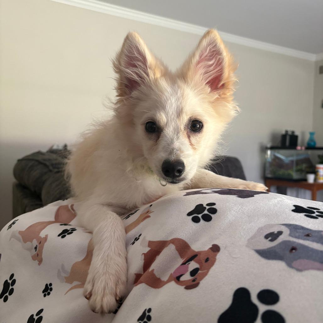 Enlarge Abigail, a Adoptable American Eskimo Dog in Normal, IL image 5/6