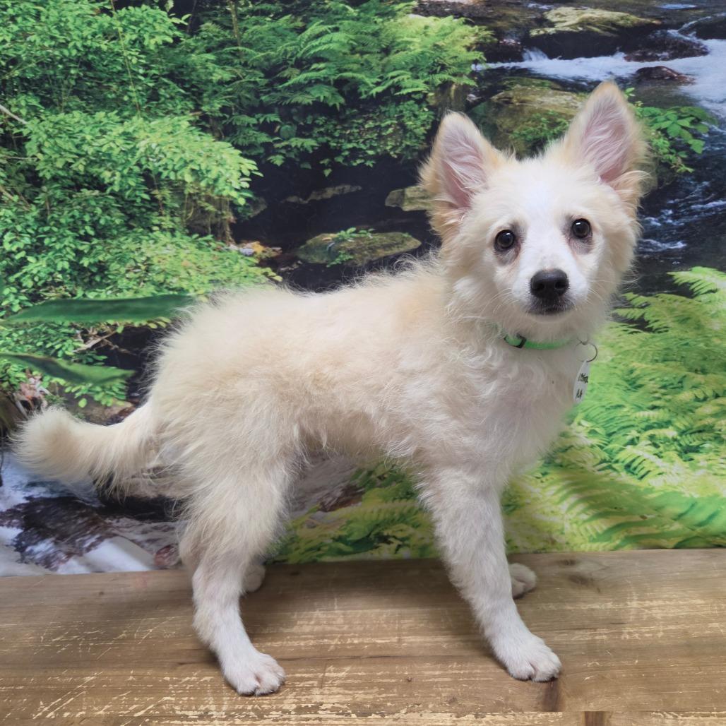 Enlarge Abigail, a Adoptable American Eskimo Dog in Normal, IL image 6/6
