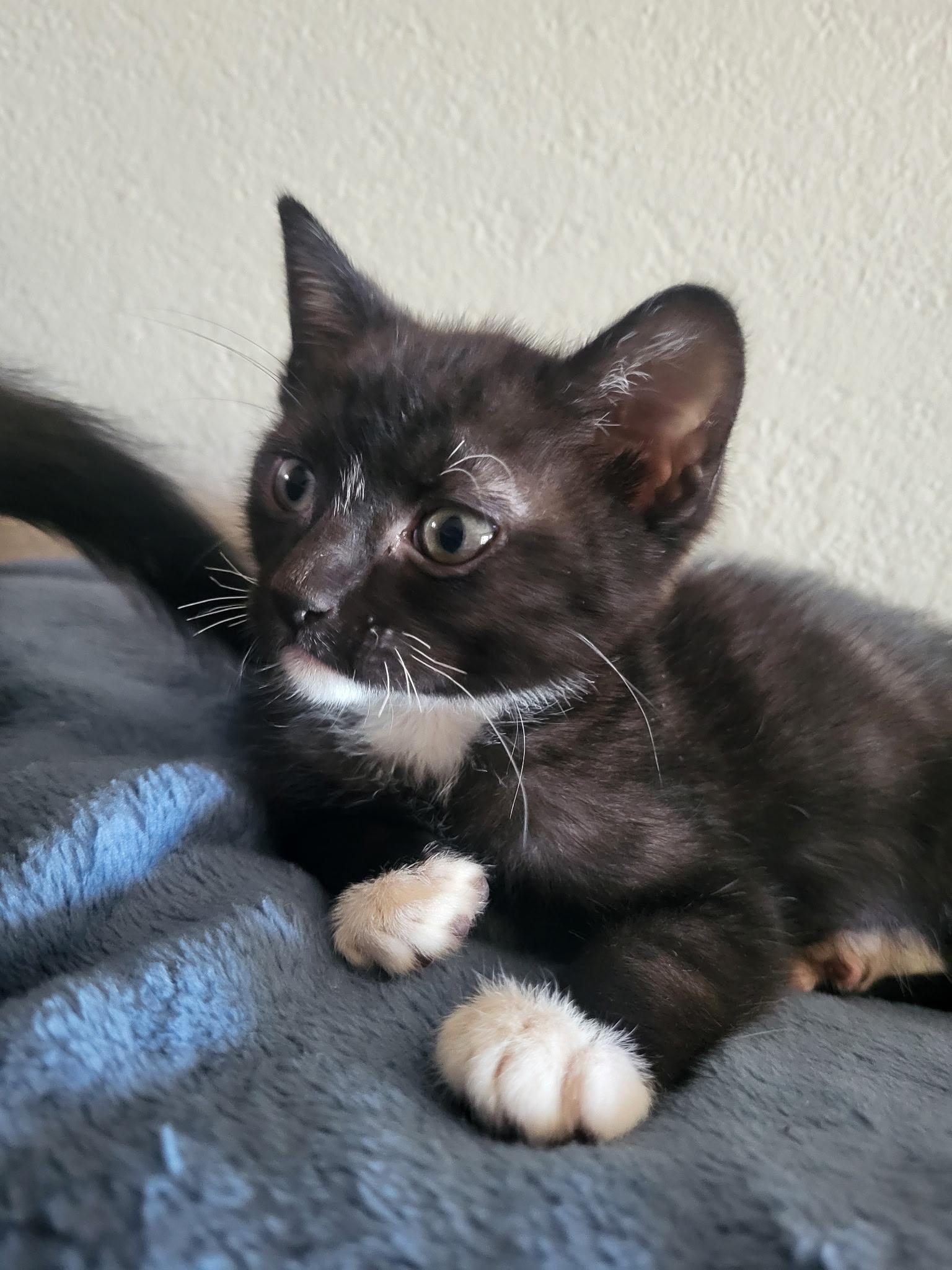 Enlarge Cavatelli, a ADOPTABLE Domestic Short Hair in Davis, CA image 1/6
