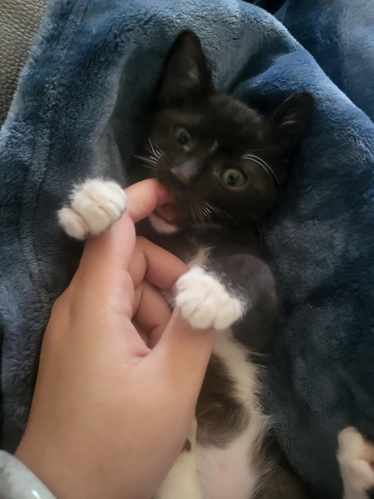 Enlarge Cavatelli, a ADOPTABLE Domestic Short Hair in Davis, CA image 6/6