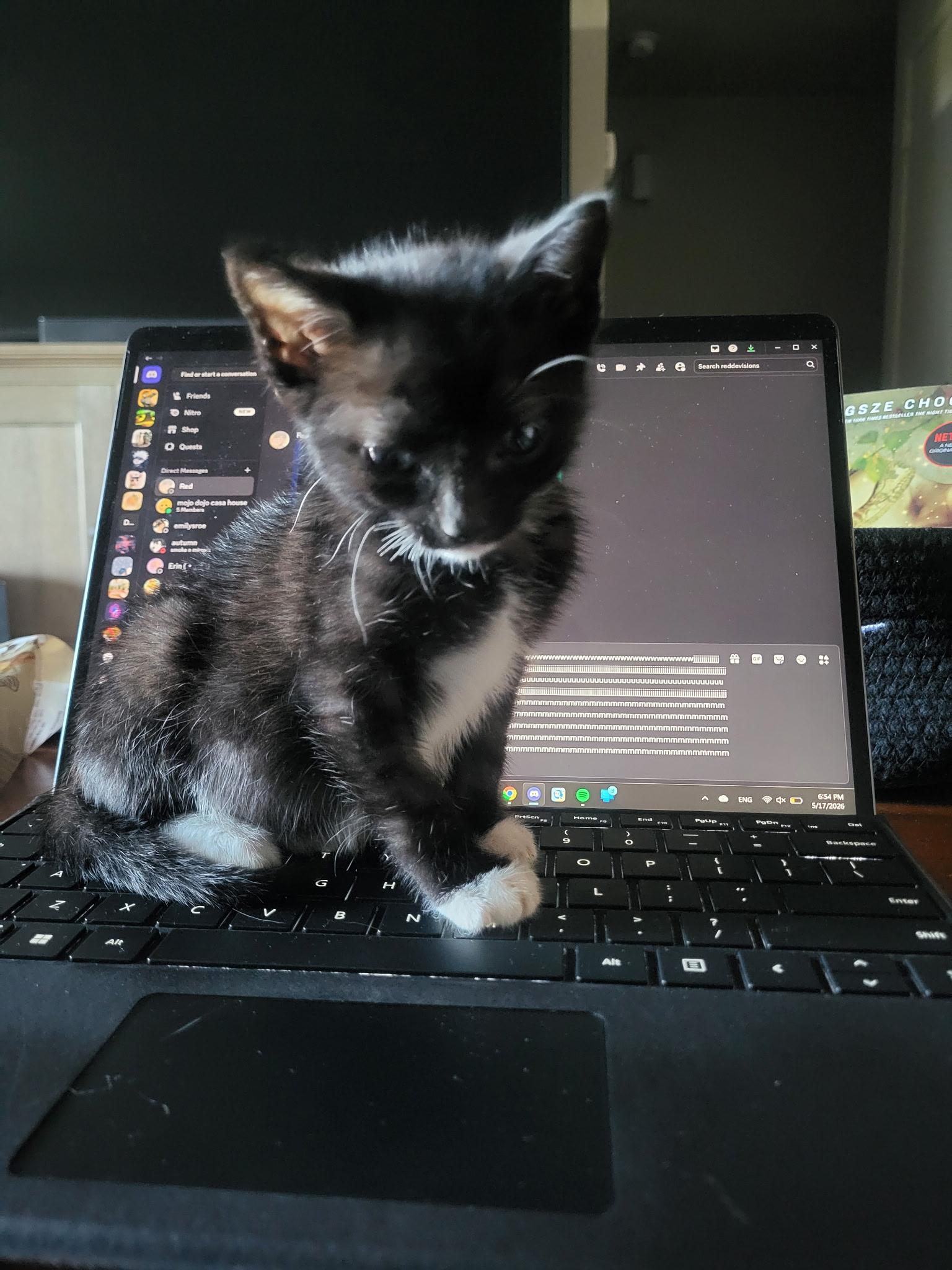 Enlarge Cavatelli, a ADOPTABLE Domestic Short Hair in Davis, CA image 5/6