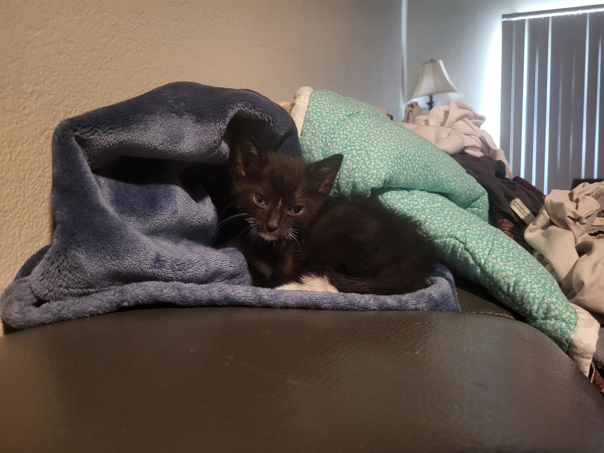 Enlarge Cavatelli, a ADOPTABLE Domestic Short Hair in Davis, CA image 3/6