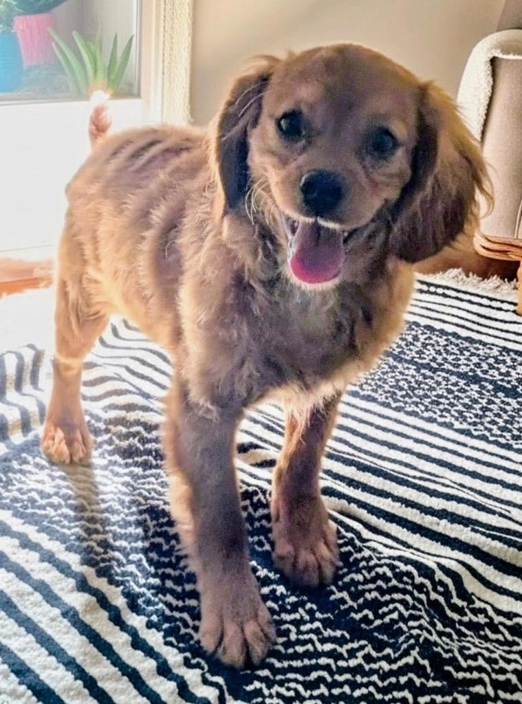 Phineas-Sweet, Shy Puppy!, a Adoptable mixed breed in Fort Myers, FL image 1/3
