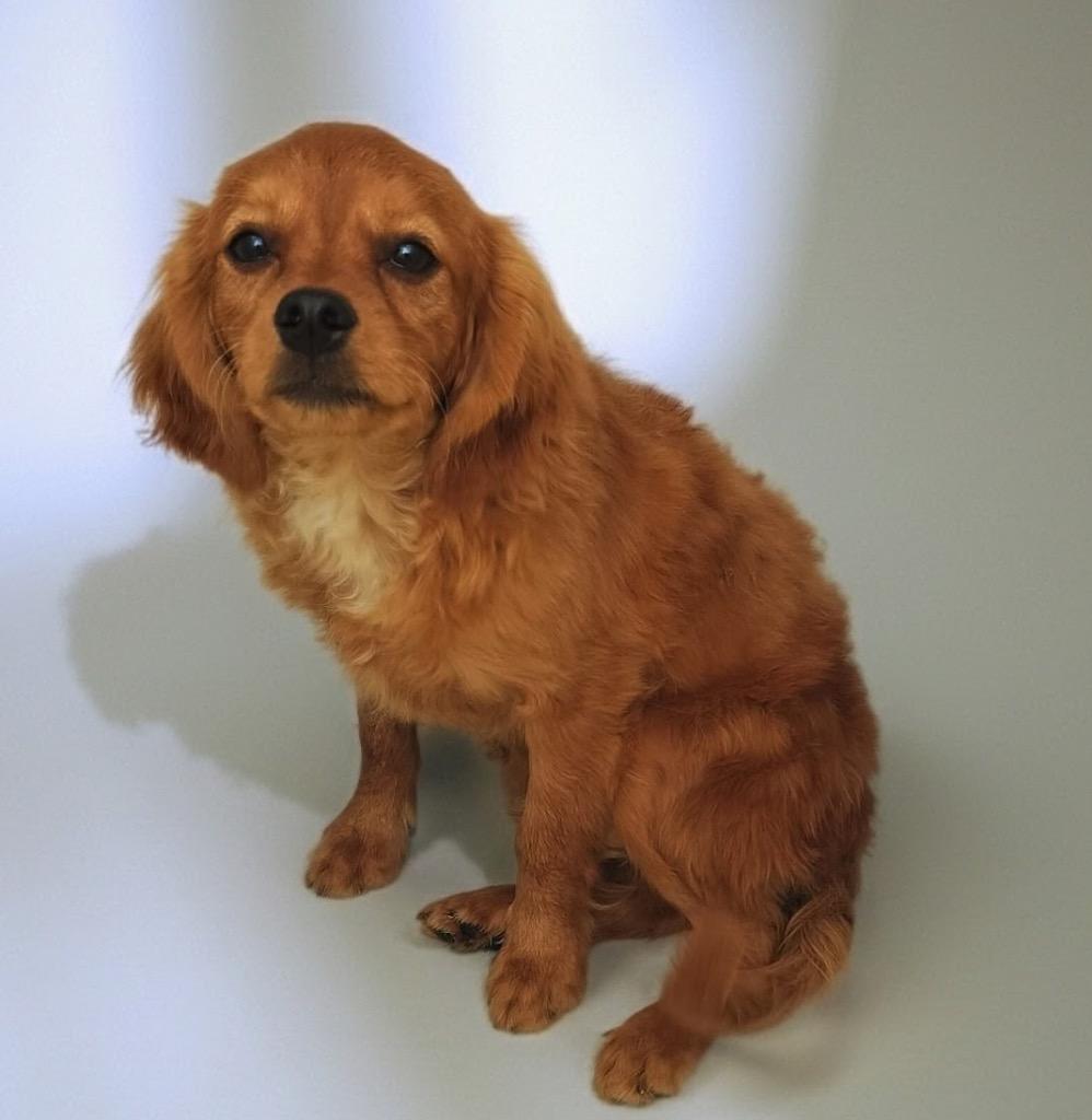 Phineas-Sweet, Shy Puppy!, a Adoptable mixed breed in Fort Myers, FL image 2/3