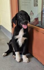 Merrick, Adoptable, Young Male Australian Cattle Dog / Blue Heeler.