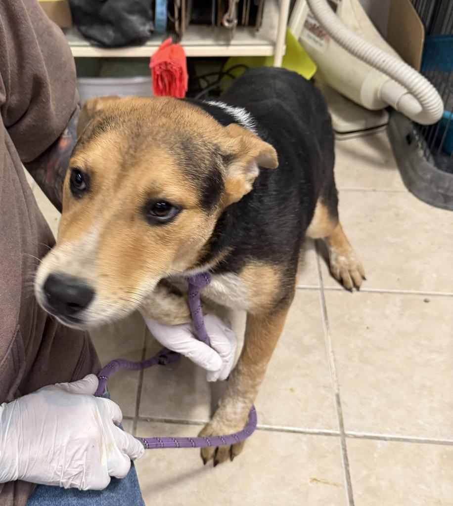 Lucky, Adoptable, Young Male Catahoula Leopard Dog & German Shepherd Dog.