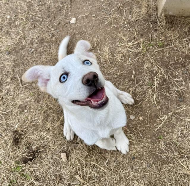 #103.26, adopted, Young Female Shepherd.