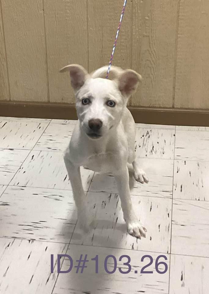 Enlarge #103.26, a ADOPTABLE mixed breed in Kerrville, TX image 1/1