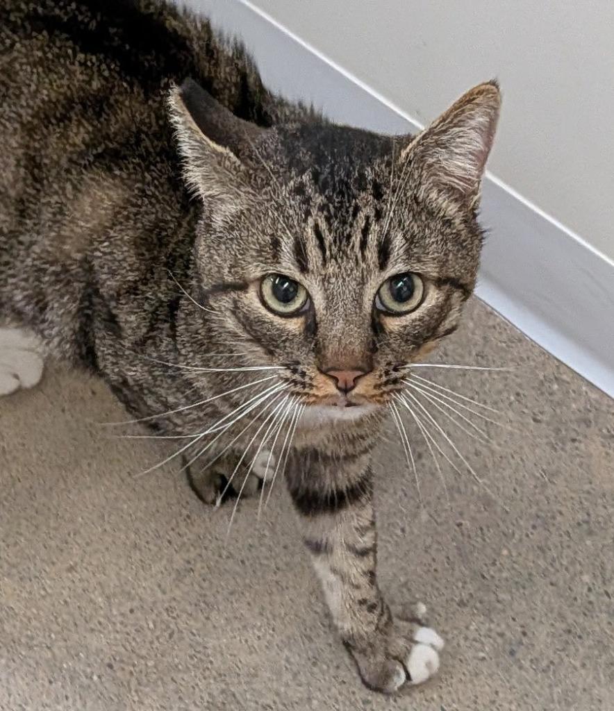 Enlarge Dusty, a Adoptable mixed breed in Napa, CA image 1/1