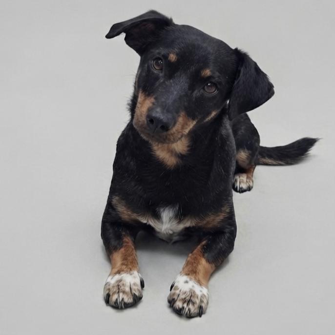 Enlarge Holly, a Adoptable mixed breed in Enid, OK image 2/2
