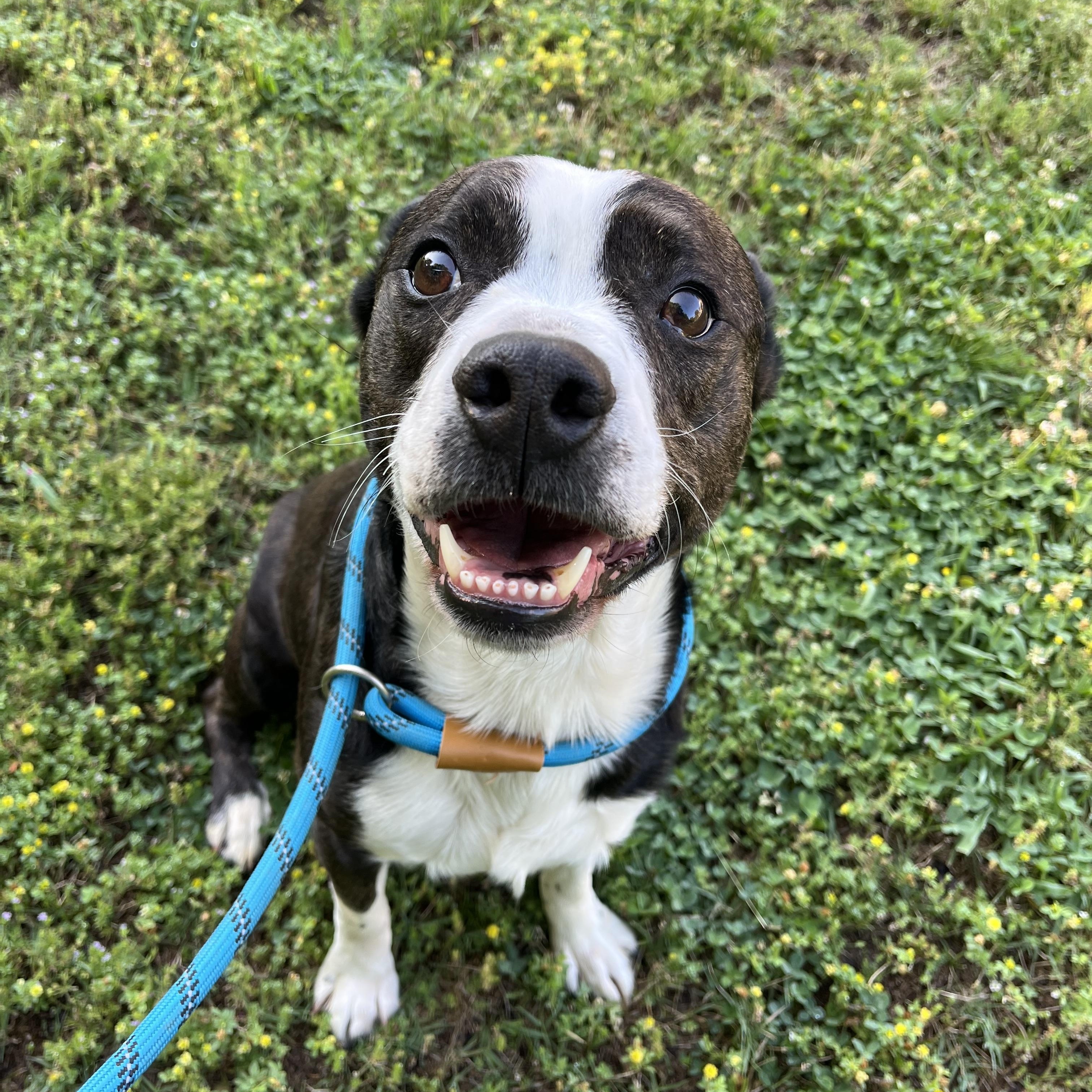 Enlarge Tito, a ADOPTABLE mixed breed in Loudon, TN image 2/3