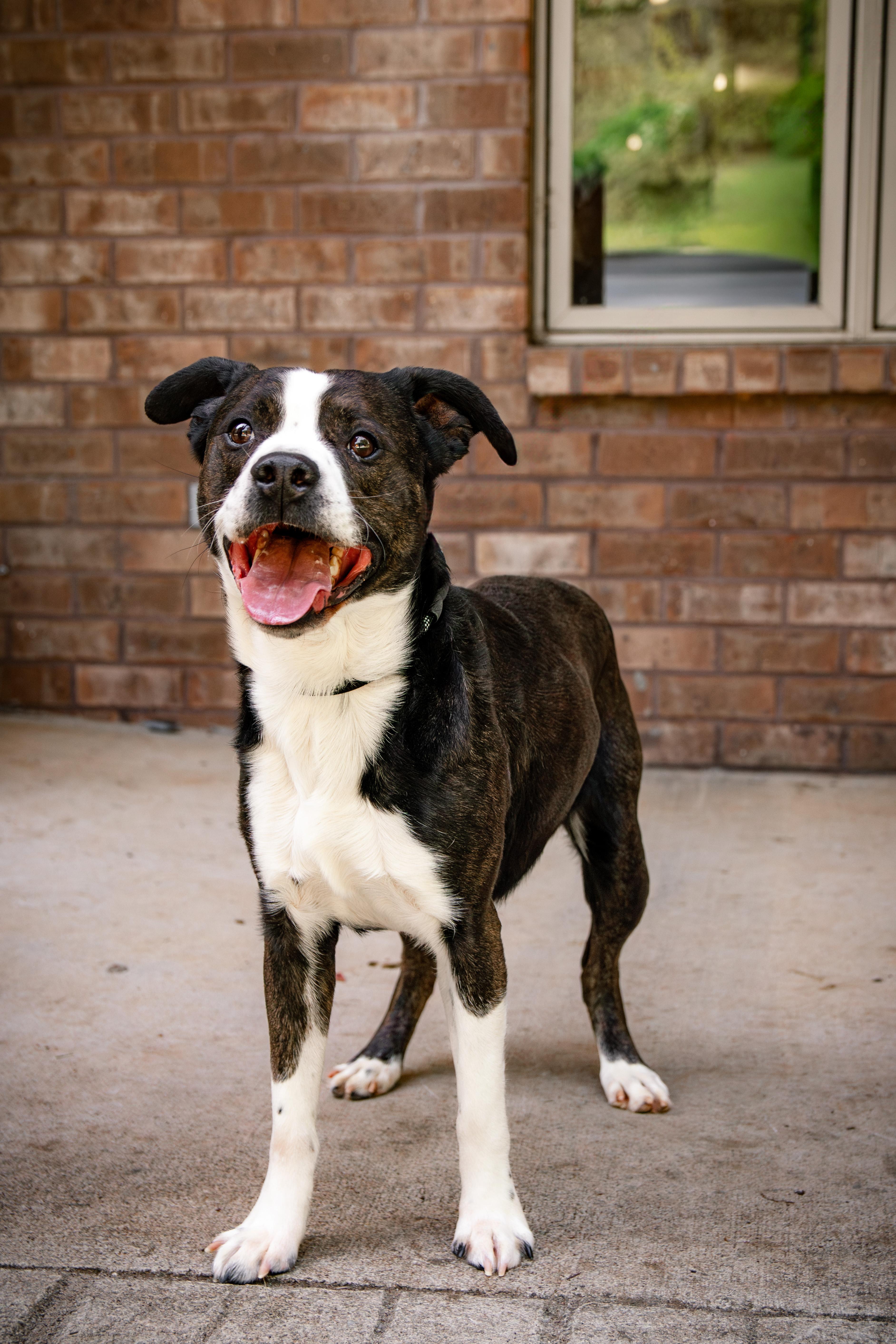Tito, ADOPTABLE, Adult Male Boston Terrier & Australian Shepherd.
