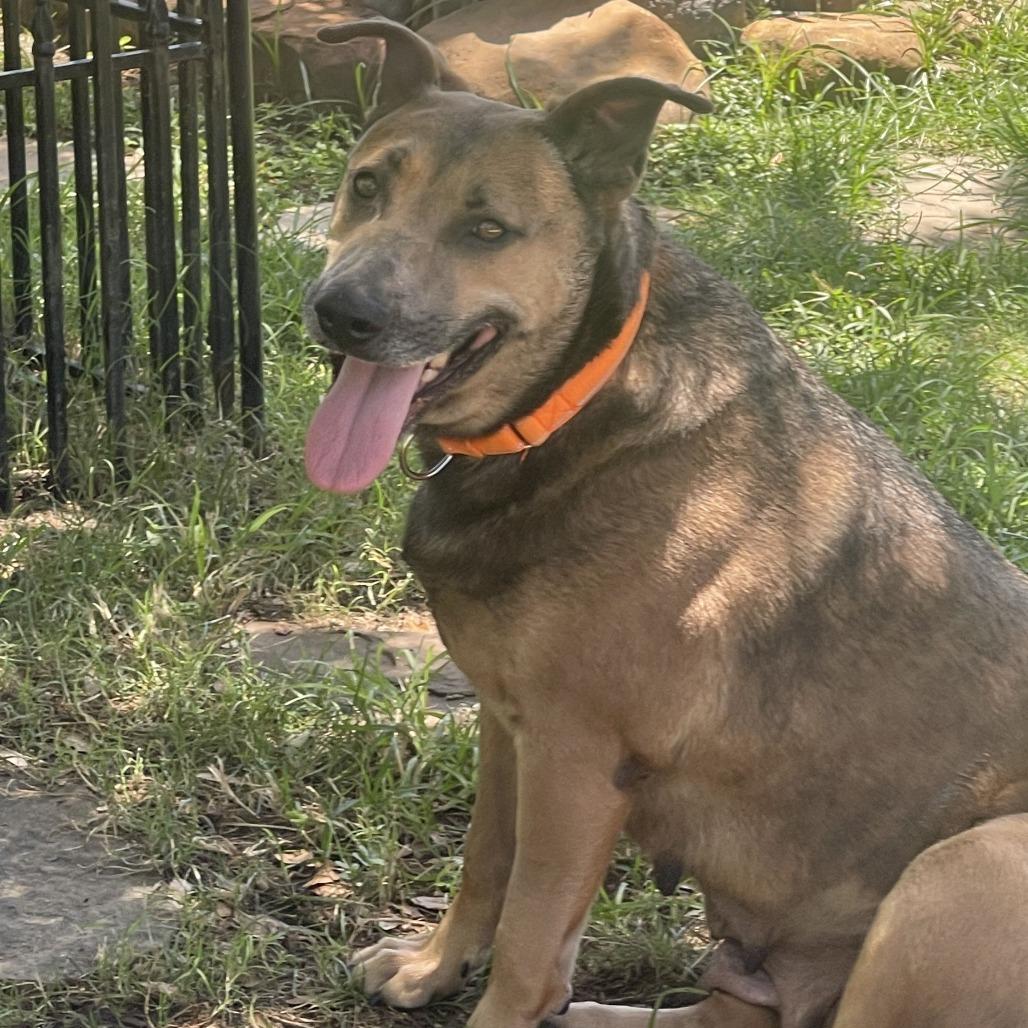 Enlarge Lil Girl, a Adoptable Mixed Breed in Galveston, TX image 1/2