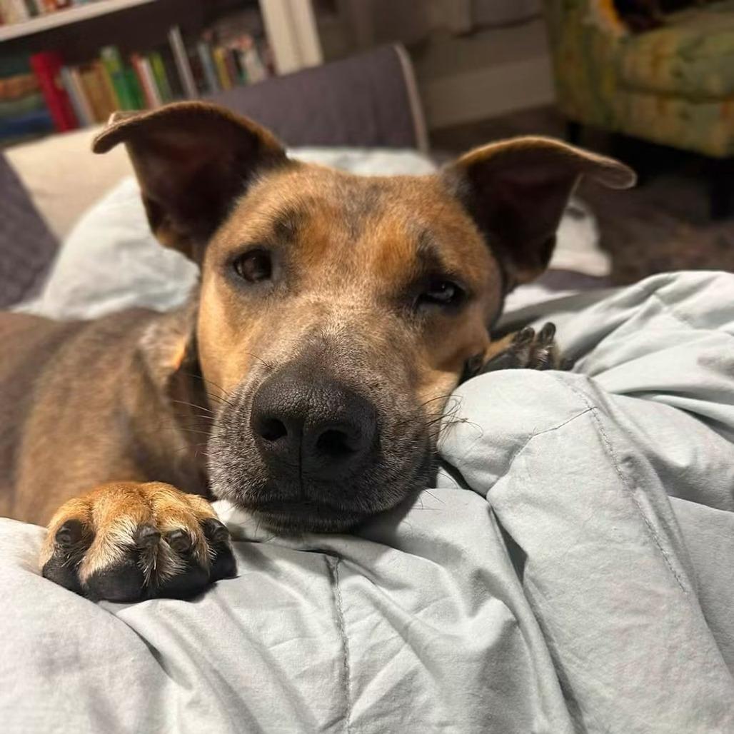 Lil Girl, Adoptable, Adult Female Mixed Breed.