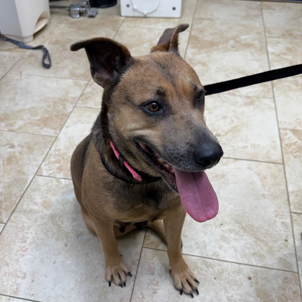 Enlarge Lil Girl, a Adoptable Mixed Breed in Galveston, TX image 2/2