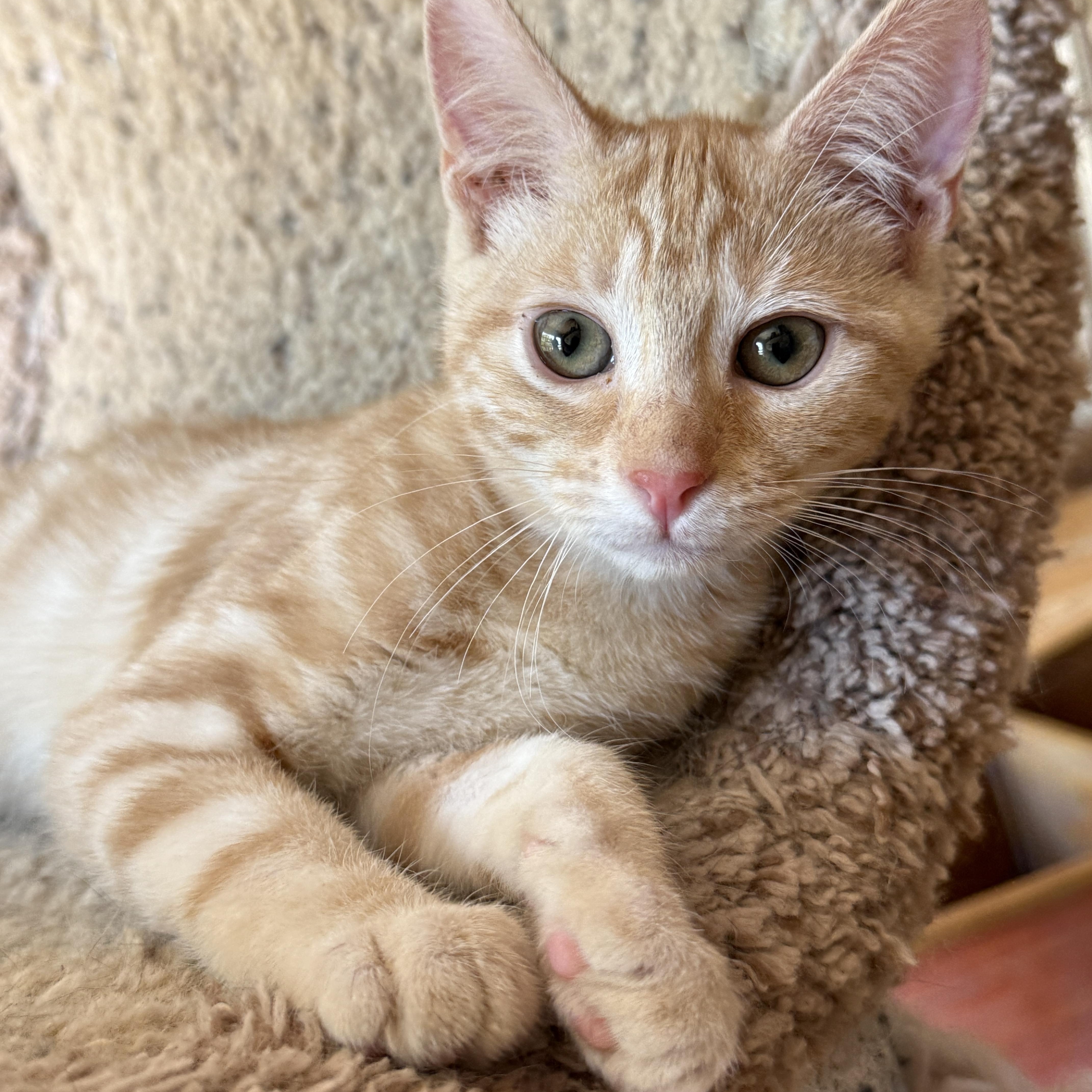 Enlarge Sophie, a Adoptable mixed breed in Keller, TX image 5/6