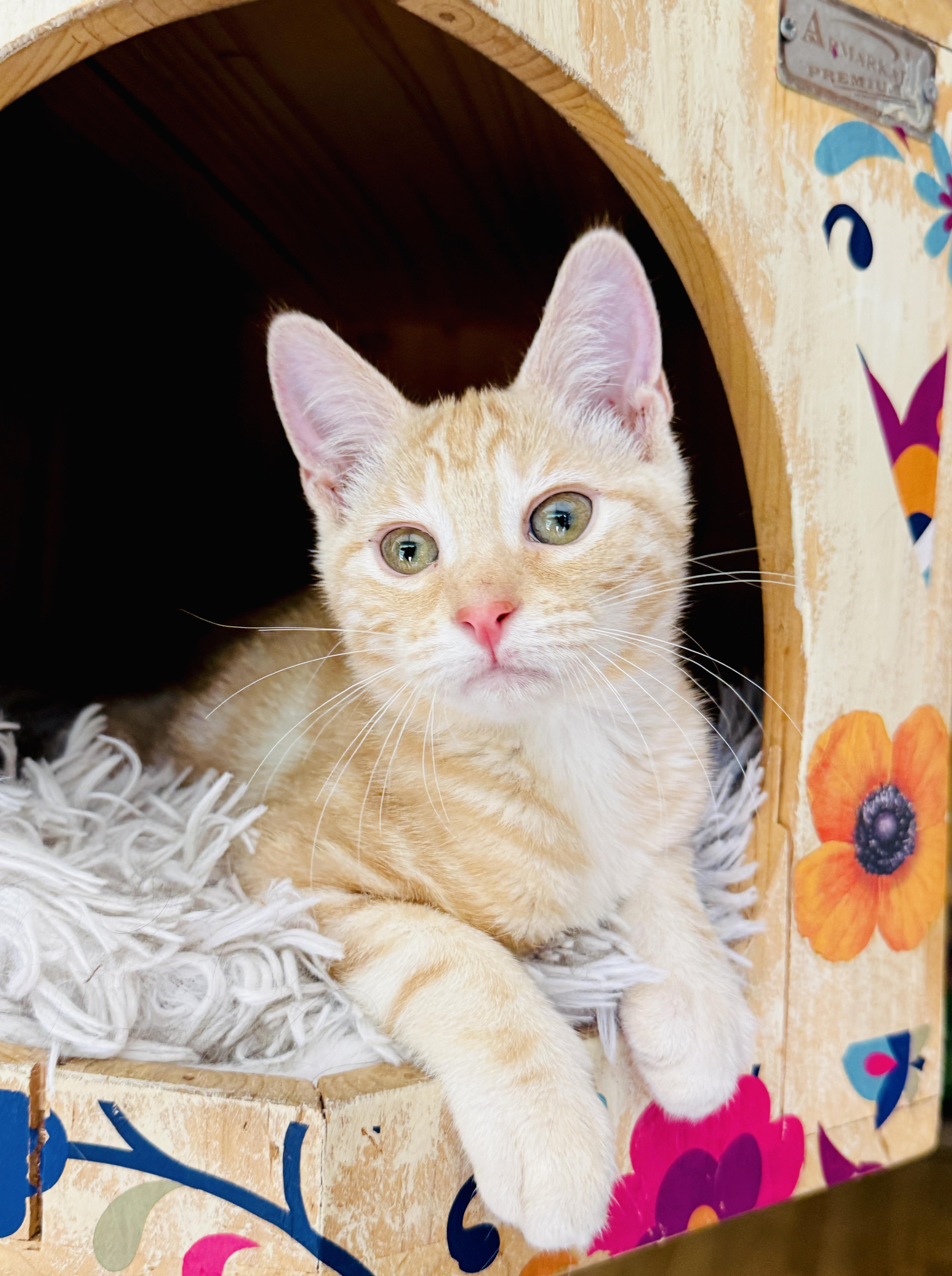 Enlarge Sophie, a Adoptable mixed breed in Keller, TX image 3/6