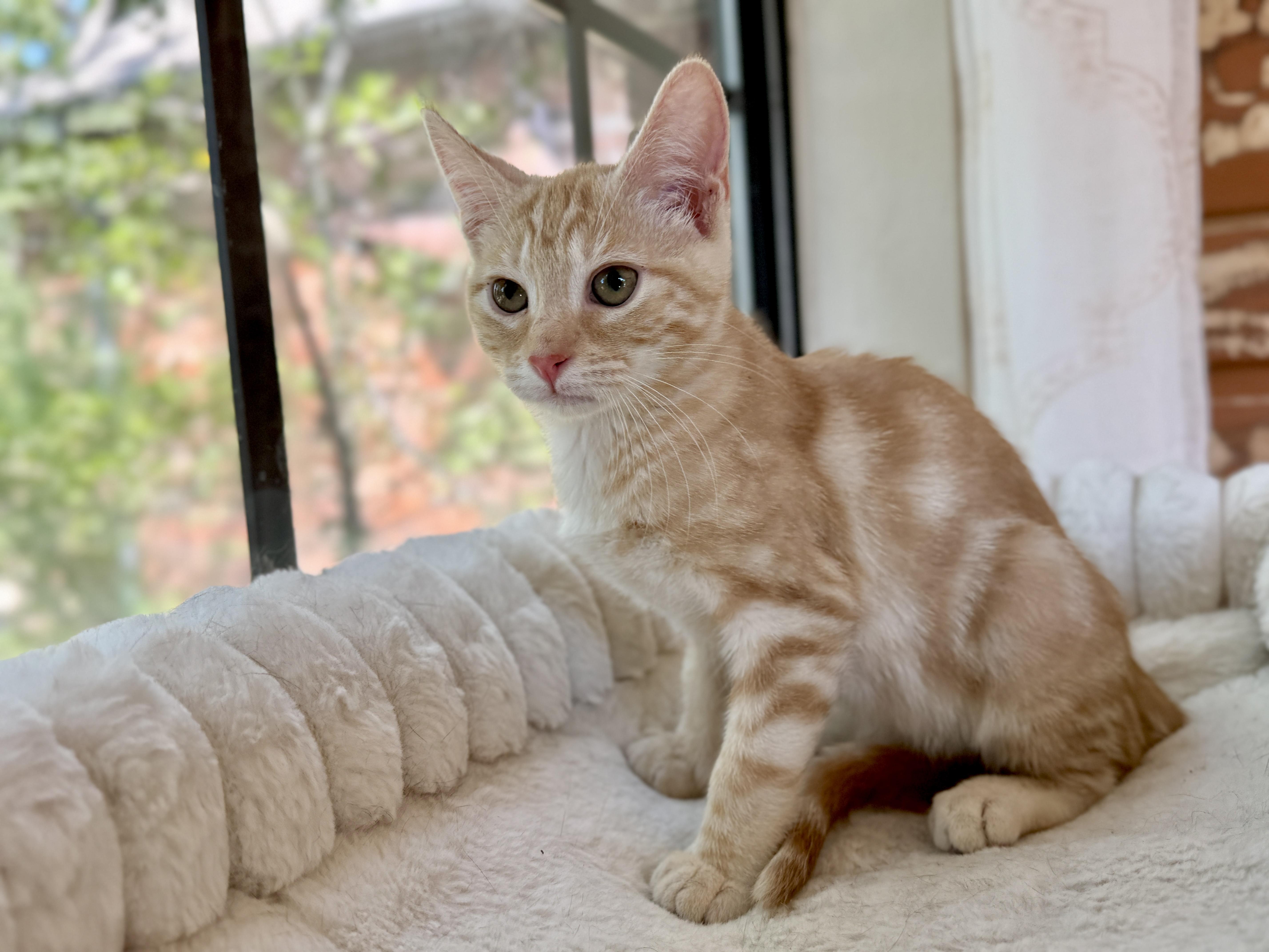 Enlarge Sophie, a Adoptable mixed breed in Keller, TX image 1/6