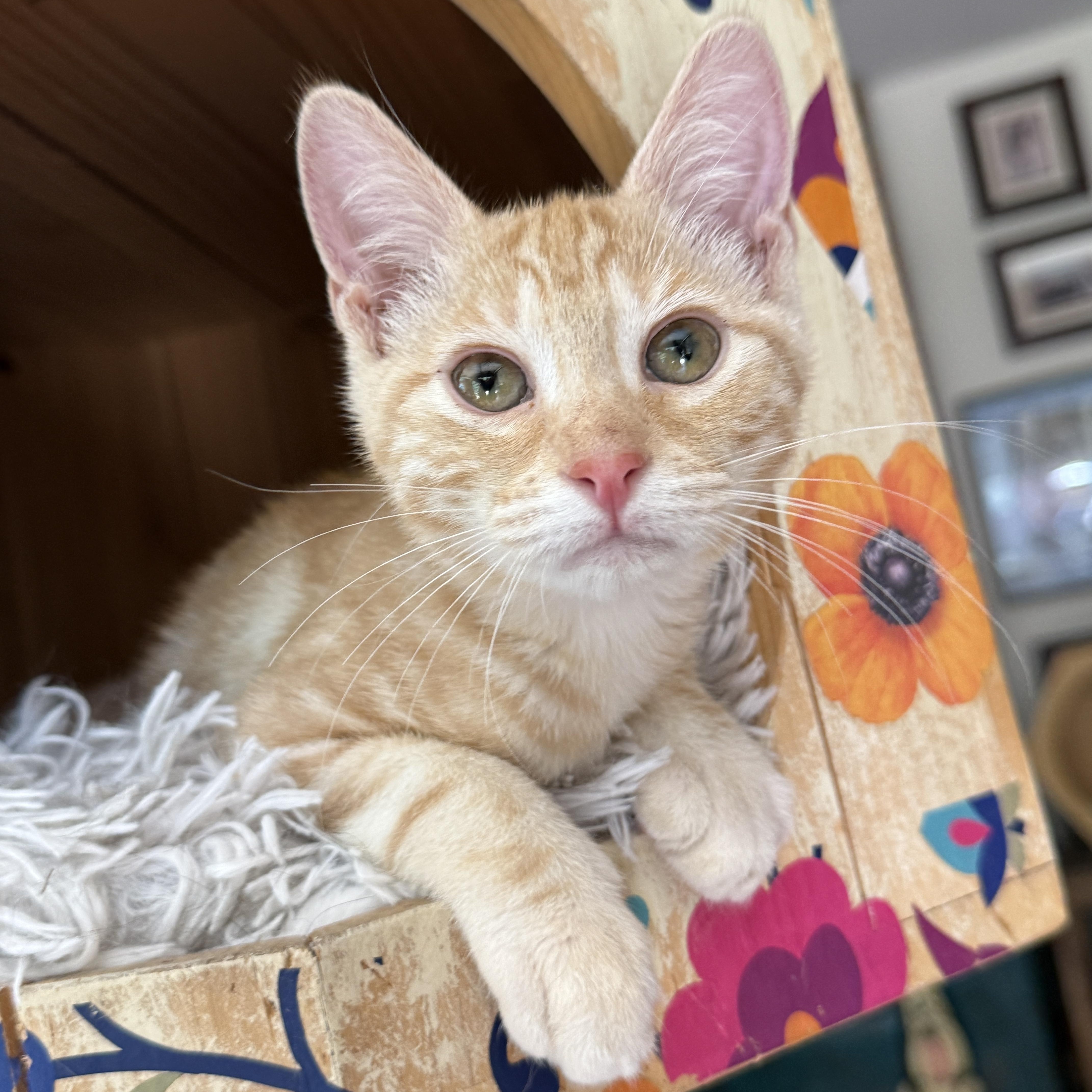 Enlarge Sophie, a Adoptable mixed breed in Keller, TX image 6/6