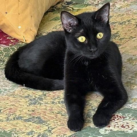 Enlarge Ebony, a ADOPTABLE Domestic Short Hair in Salt Lake City, UT image 1/2