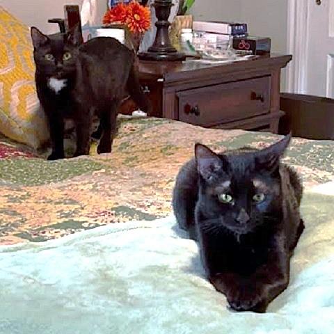 Enlarge Ebony, a ADOPTABLE Domestic Short Hair in Salt Lake City, UT image 2/2