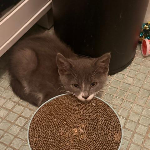 Catrick Swayze, a Adoptable Domestic Short Hair in Staten Island, NY image 1/6