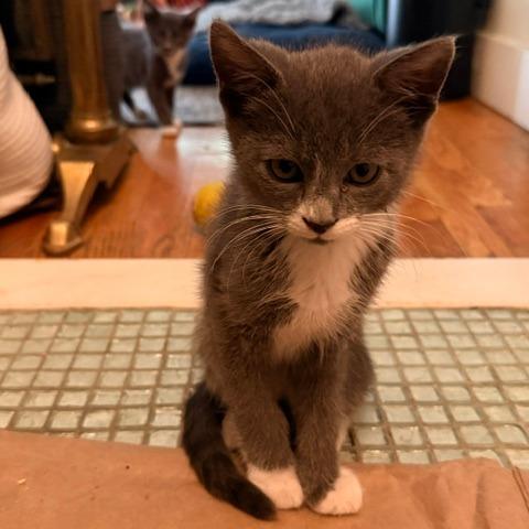 Catrick Swayze, a Adoptable Domestic Short Hair in Staten Island, NY image 2/6