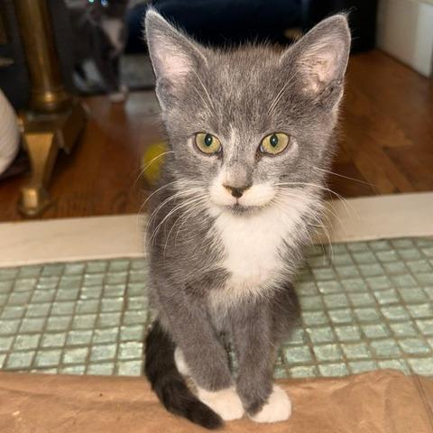 Catrick Swayze, a Adoptable Domestic Short Hair in Staten Island, NY image 3/6