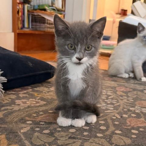 Catrick Swayze, a Adoptable Domestic Short Hair in Staten Island, NY image 4/6