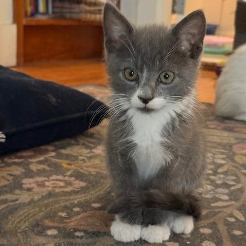 Catrick Swayze, a Adoptable Domestic Short Hair in Staten Island, NY image 5/6