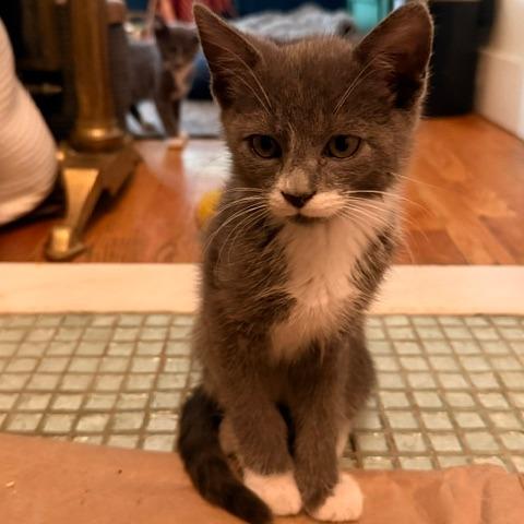 Catrick Swayze, a Adoptable Domestic Short Hair in Staten Island, NY image 6/6