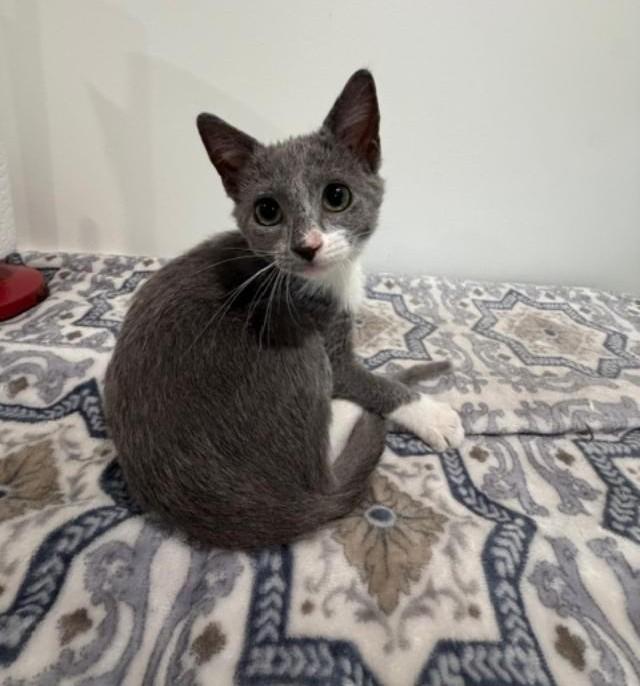 Enlarge Twyla, a Adoptable Domestic Short Hair in Wayne, NJ image 2/6