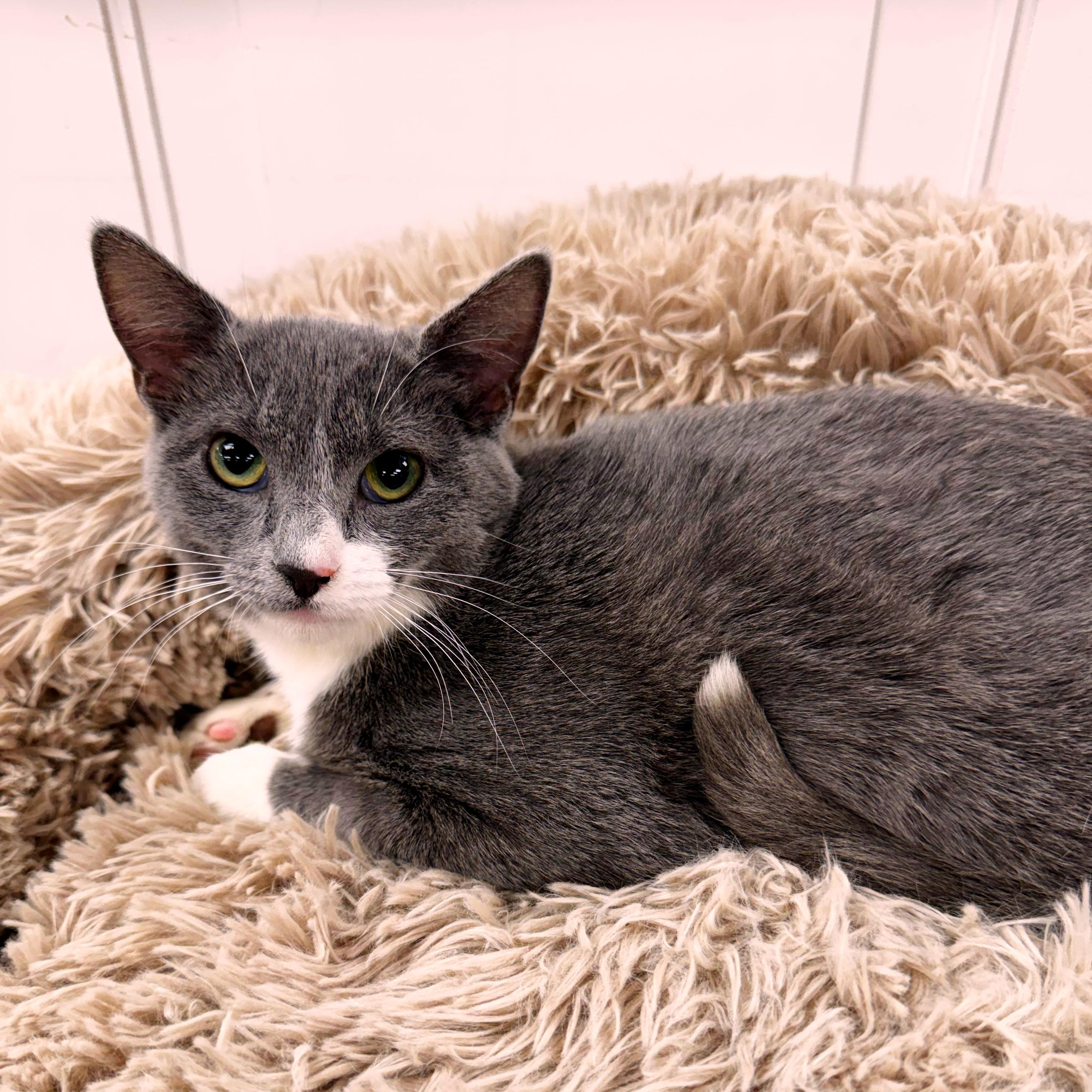 Enlarge Twyla, a Adoptable Domestic Short Hair in Wayne, NJ image 2/6