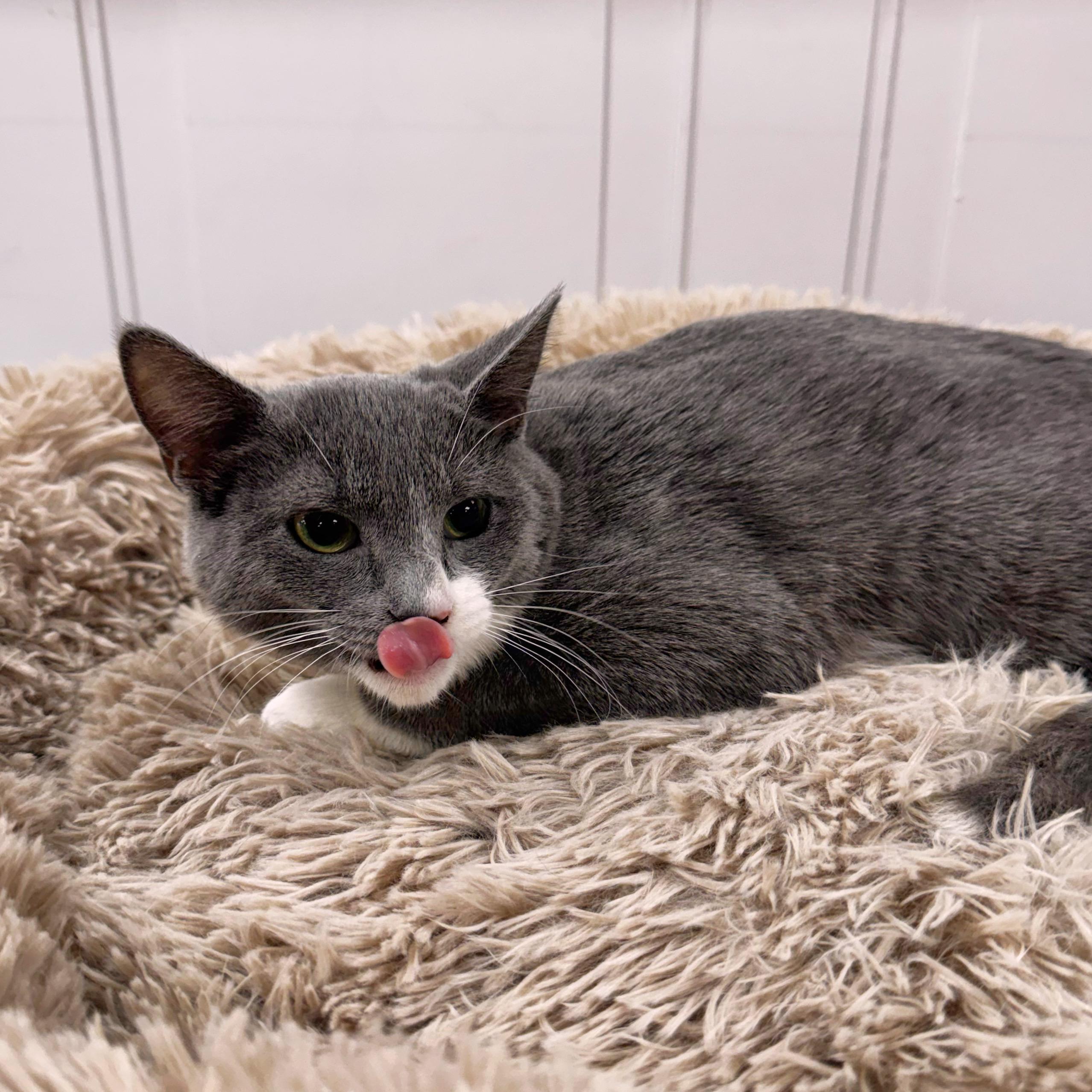 Enlarge Twyla, a Adoptable Domestic Short Hair in Wayne, NJ image 3/6