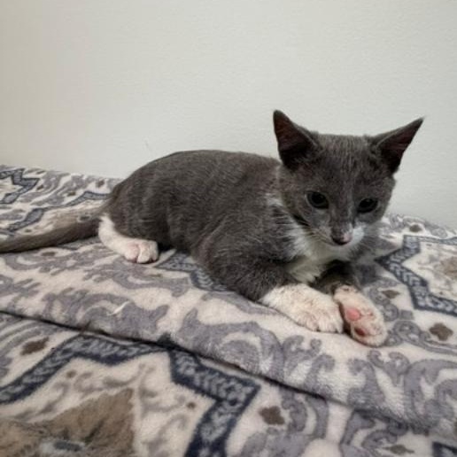 Enlarge Twyla, a Adoptable Domestic Short Hair in Wayne, NJ image 3/6