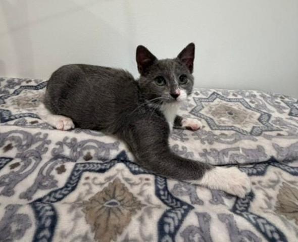 Enlarge Twyla, a Adoptable Domestic Short Hair in Wayne, NJ image 6/6