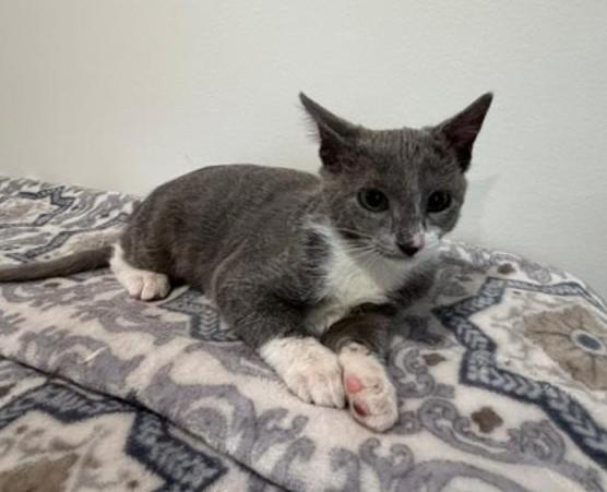 Enlarge Twyla, a Adoptable Domestic Short Hair in Wayne, NJ image 5/6