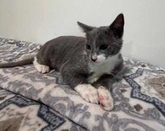 Enlarge Twyla, a Adoptable Domestic Short Hair in Wayne, NJ image 4/6