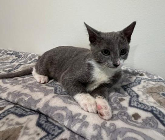 Enlarge Twyla, a Adoptable Domestic Short Hair in Wayne, NJ image 1/6