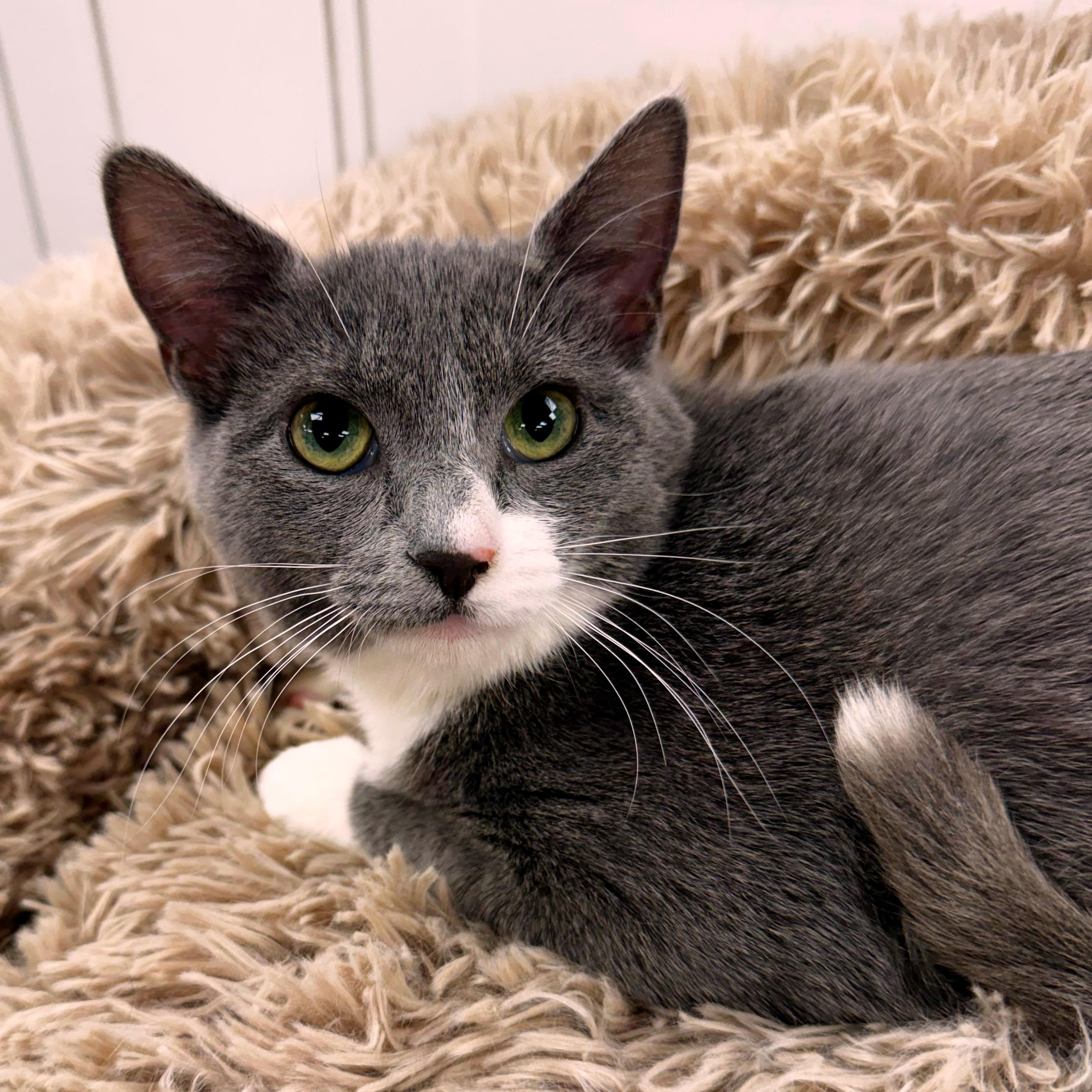 Enlarge Twyla, a Adoptable Domestic Short Hair in Wayne, NJ image 1/6