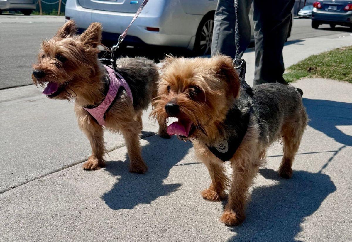 Enlarge Jill, a Adopted Yorkshire Terrier in Midway City, CA image 1/1