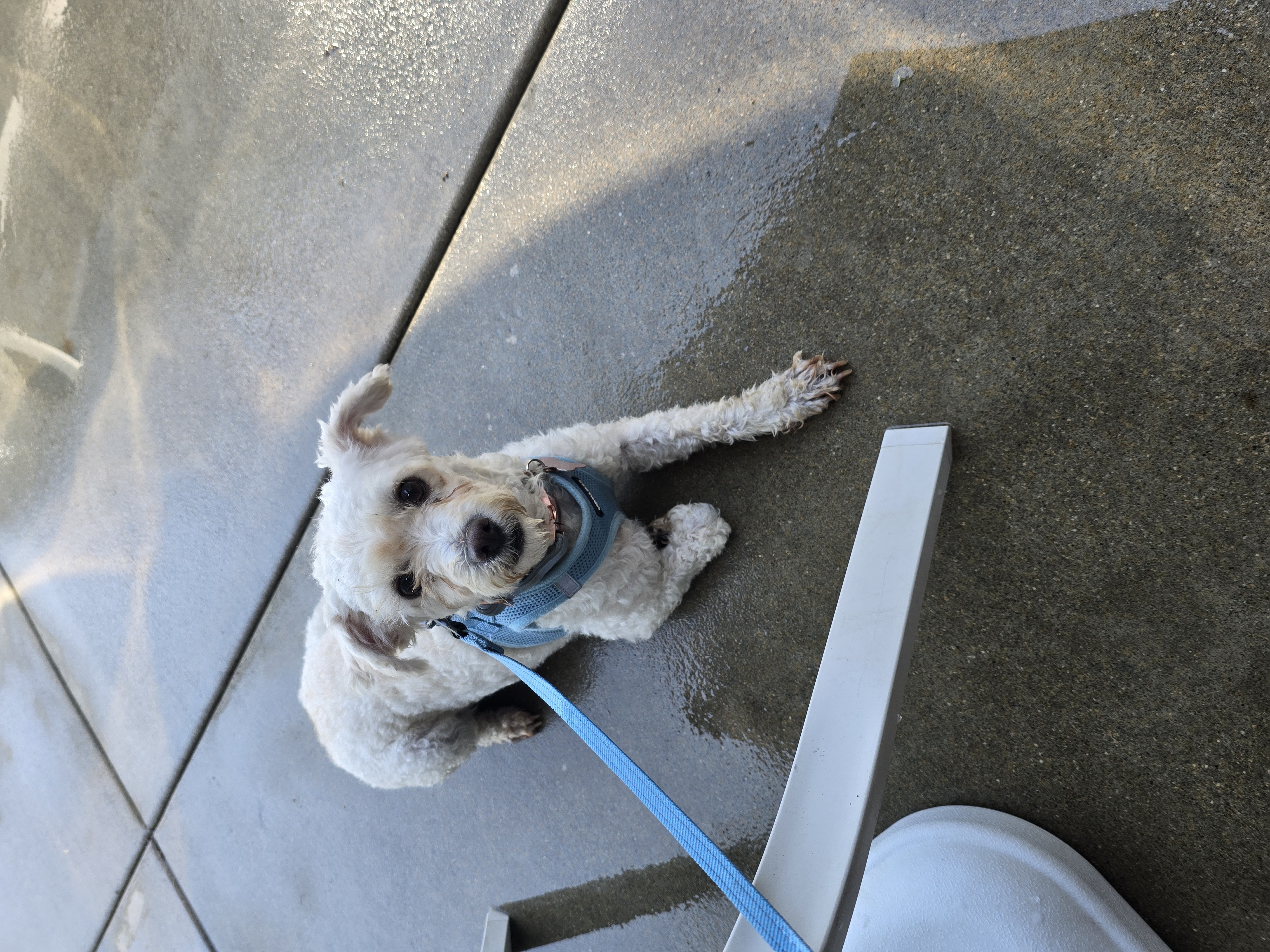Enlarge Molly, a Adopted Maltipoo in Fullerton, CA image 1/4
