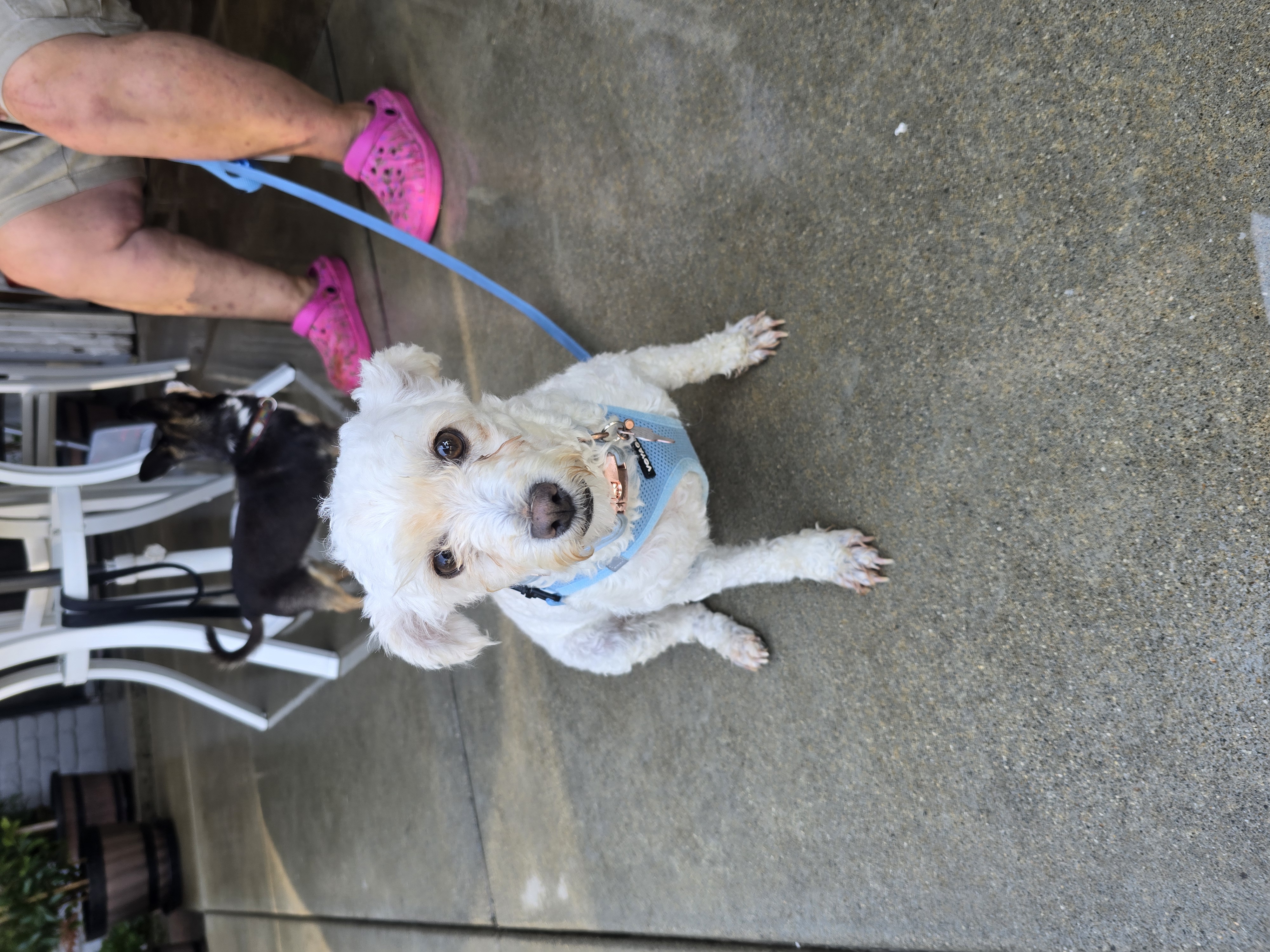 Enlarge Molly, a Adopted Maltipoo in Fullerton, CA image 2/4