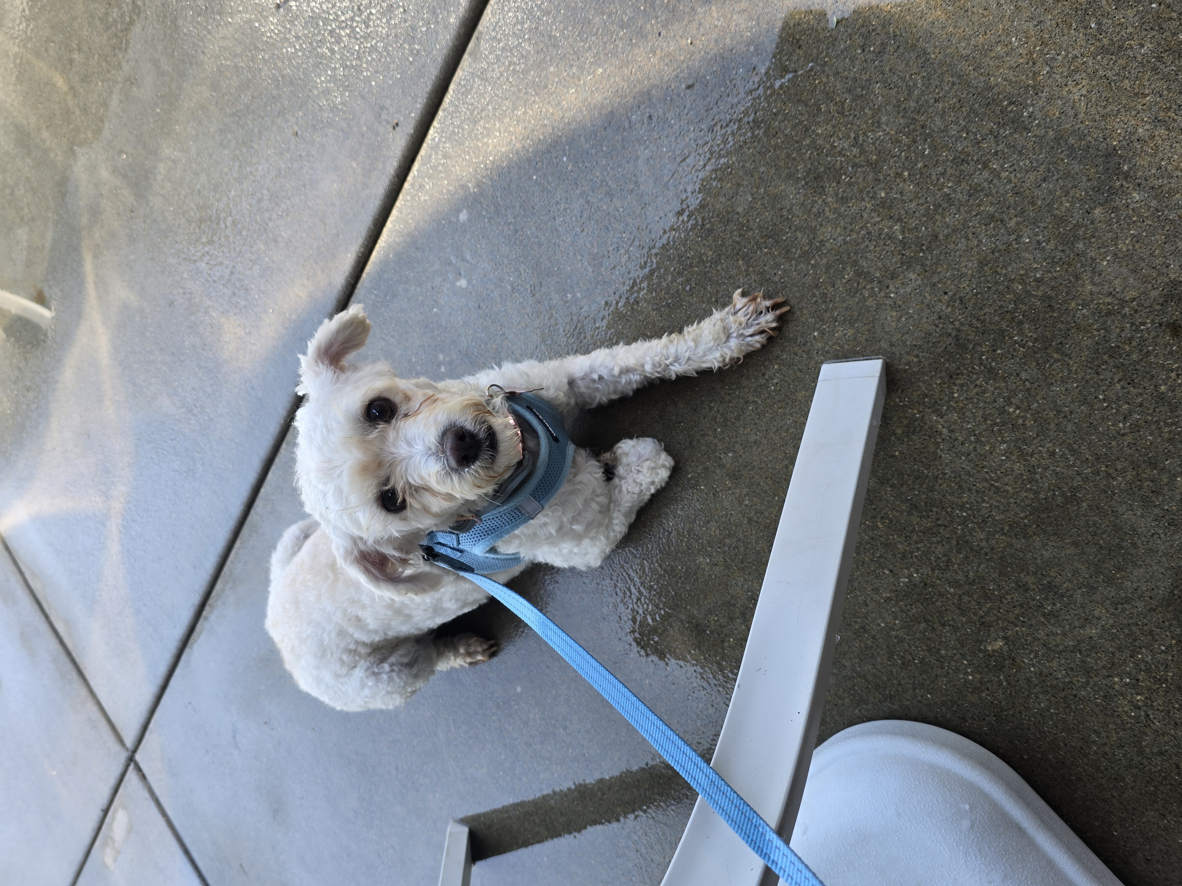 Enlarge Molly, a Adopted Maltipoo in Fullerton, CA image 3/4