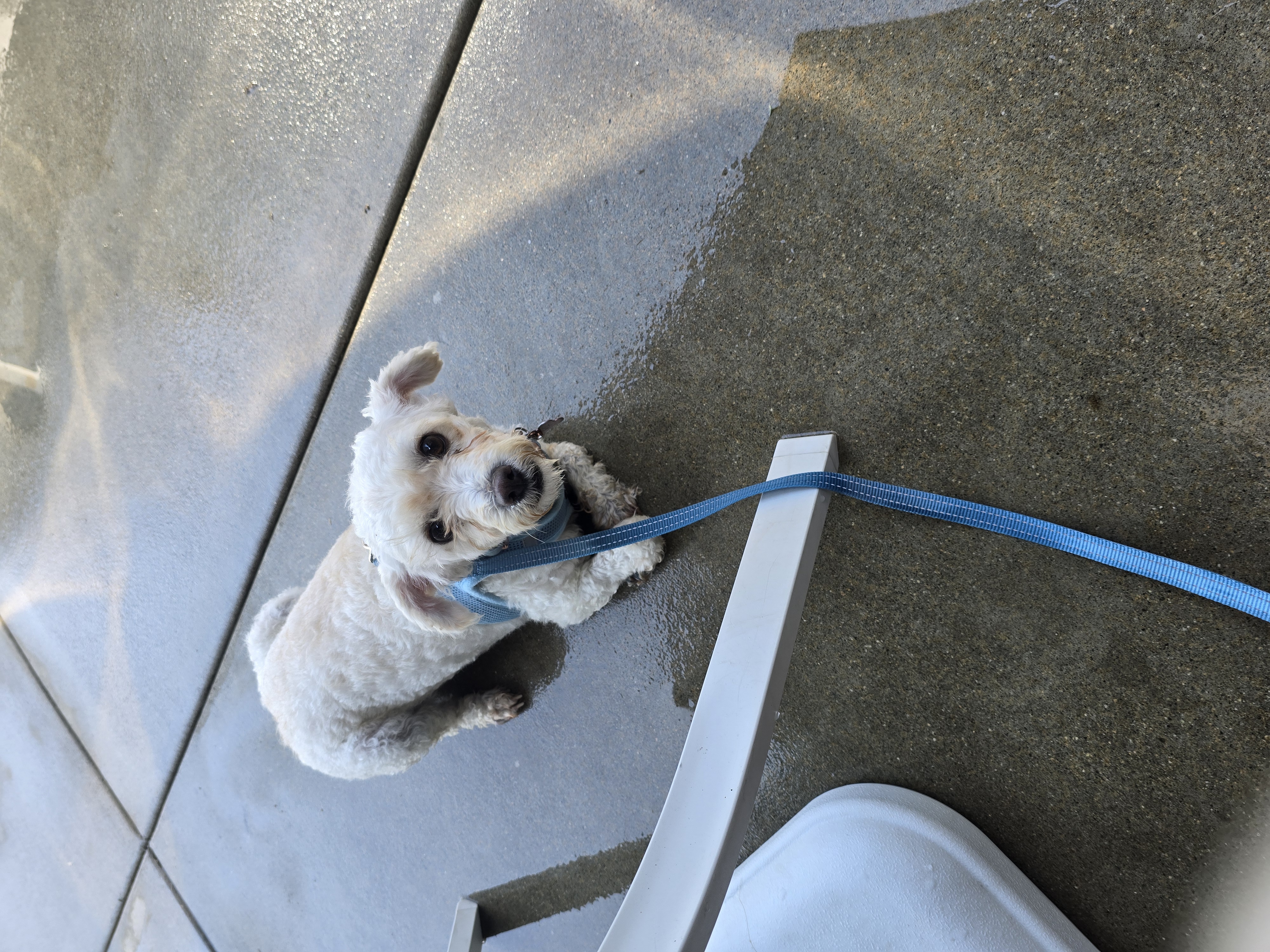 Enlarge Molly, a Adopted Maltipoo in Fullerton, CA image 4/4